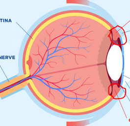<p>What part of the eye is this</p>
