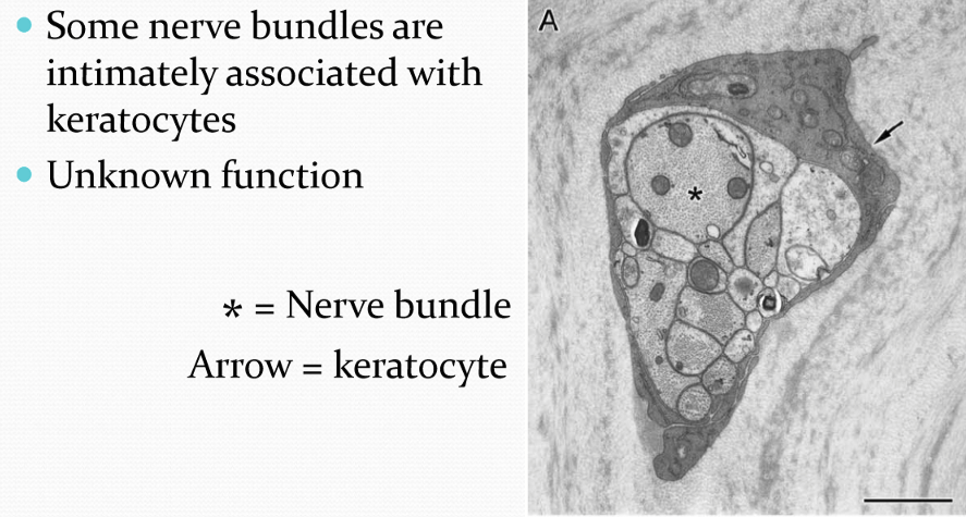 <p>Some nerve bundles are intimately associated with keratocytes, though their function is currently unknown.</p>