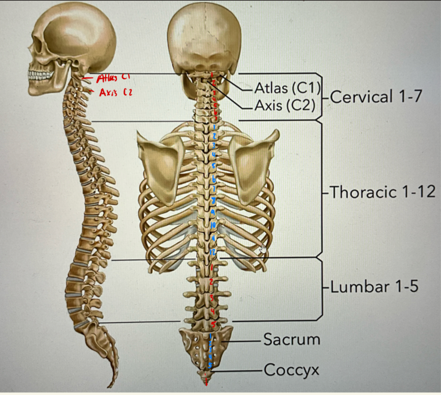 <p>the bones of the body</p>