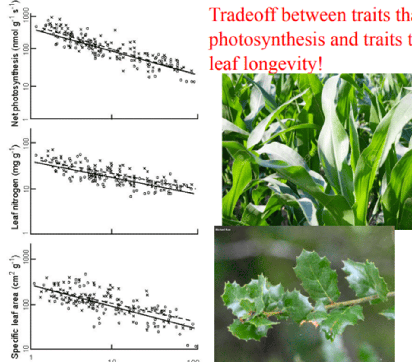 <p>plants adapted to nutrient poor soils tend to have greater leaf longevity</p><p>-----------------</p><p>EXAMPLE:</p><p>- deciduous</p><p>- winter deciduous</p><p>- drought</p>
