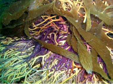 <p>What are holdfasts?</p>