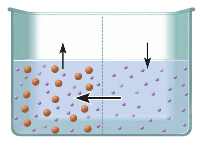 <p>What membrane processes is occurring&nbsp;</p>
