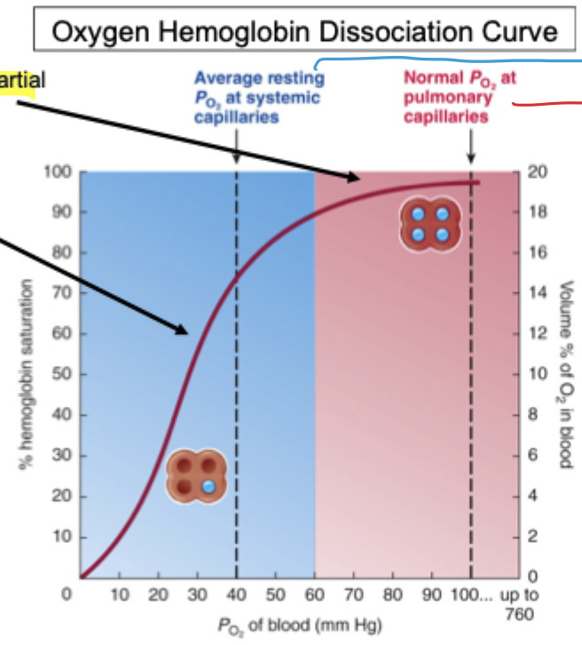 <p>This is where hemoglobin unloads O2 to the tissue cells</p>