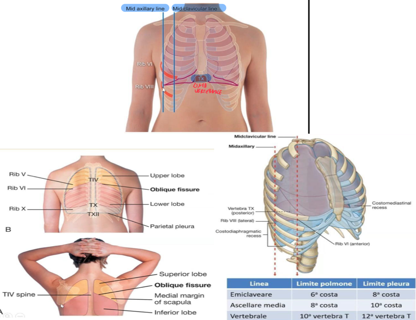 <p>Lo scopo dell’anatomia di superficie è quello di individuare punti di repere sul paziente e correlarle a strutture profonde.</p><p>MARGINE INFERIORE DEL POLMONE:</p><ul><li><p>Lungo la Linea Emiclaveare il margine inferiore del polmone incrocia la Sesta Costa (ottava per la pleura parietale)</p></li><li><p>Lungo la Linea Ascellare Media il margine inferiore del polmone incrocia la Ottava Costa (decima per la pleura parietale)</p></li><li><p>Lungo la Linea Vertebrale il margine inferiore del polmone si proietta a livello del Corpo di T10 (dodicesima per la pleura parietale)</p></li></ul><p>SCISSURE POLMONARI:</p><ul><li><p>La Scissura Obliqua divide i lobi polmonari:</p><ul><li><p>Nel polmone destro separa il lobo inferiore dal superiore e medio.</p></li><li><p>Nel polmone sinistro separa il lobo superiore dall’inferiore</p></li><li><p>Questa scissura origina a livello del processo spinoso T4 e decorre inferolateralmente attraversando il 5 spazio intercostale raggiungendo l’arco costale della sesta costa</p></li></ul></li><li><p>La Scissura Orizzontale separa il lobo superiore dal medio nel polmone destro:</p><ul><li><p>Segue il decorso della quarta costa</p></li></ul></li></ul><p>LOBI POLMONARI:</p><ul><li><p>Polmone dx:</p><ul><li><p>Lobo superiore sopra la quarta costa</p></li><li><p>Lobo medio tra quarta costa e scissura obliqua</p></li><li><p>Lobo inferiore sotto scissura obliqua</p></li></ul></li><li><p>Polmone sx:</p><ul><li><p>Sopra e sotto la scissura obliqua</p></li></ul></li></ul><p></p>