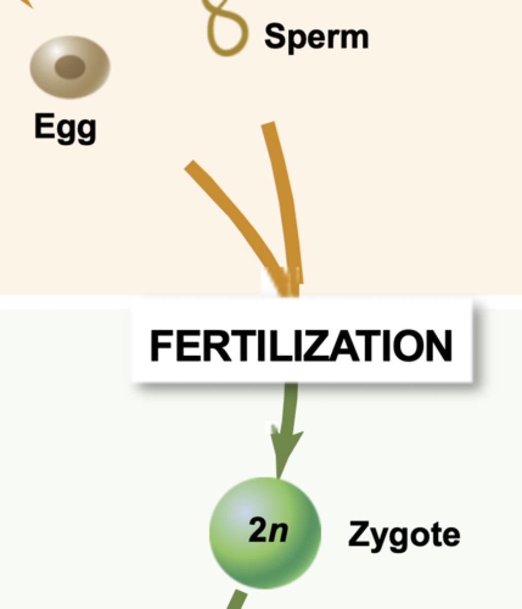 <p>What is the term for this structure that is the result of double fertilization? (diploid)</p>