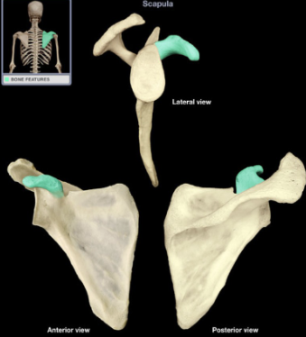 <p>What part of the scapula is this?</p>