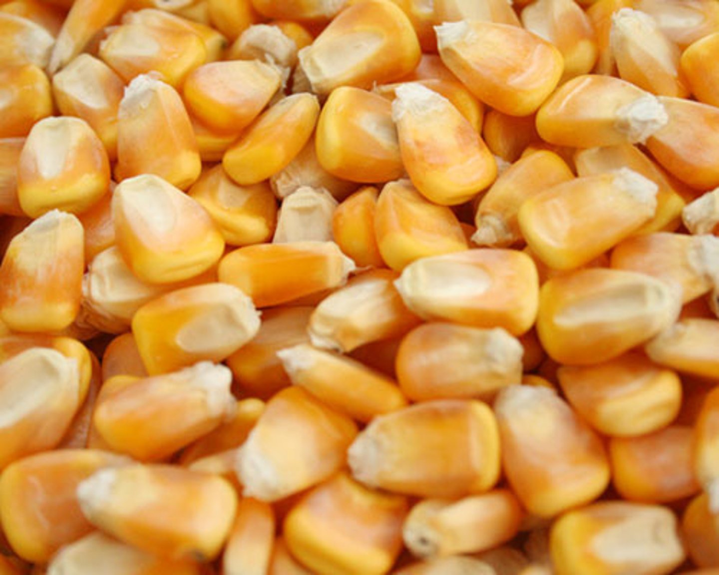<p>n. hạt</p>