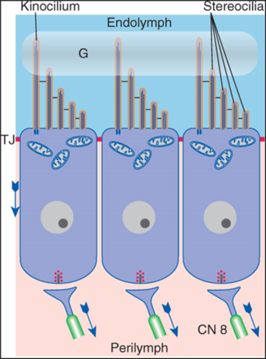 <p>in the organ of corti</p><p>1. stereocilia are bent toward the tallest member of a bundle</p><p>2. _____ ________ pull open mechanically gated gation channels</p><p>3. influx of _______________, which depolarizes the membrane</p><p>4. opens voltage gated _____________ channels near cell base</p><p>5. release ____________________</p><p>6. channels close by bending stereocilia in opposite direction</p>