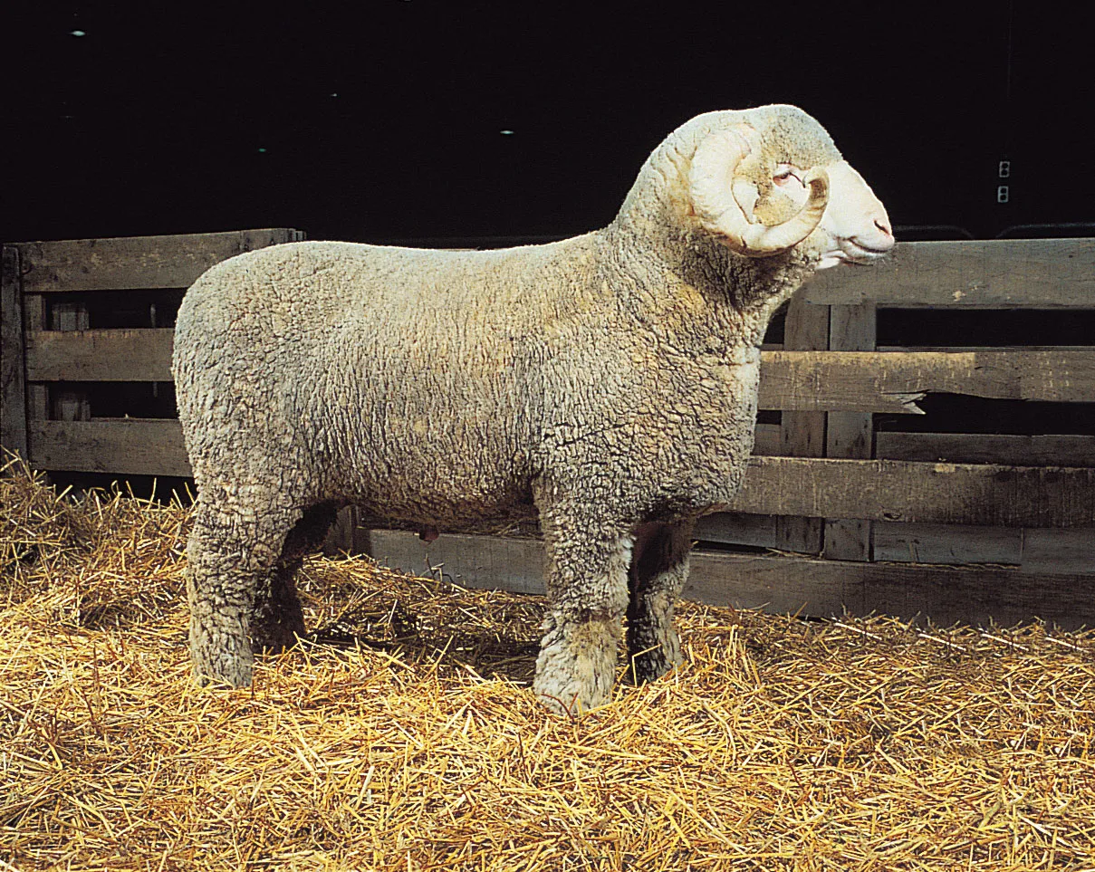 <p>Wool breed developed in France and Germany from Merino breed</p>