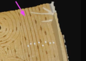 <p>Circumferential lamella</p>
