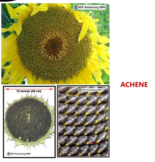 ACHENE