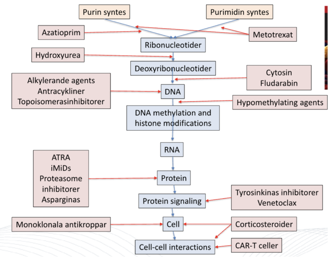 <p><strong>Cytostatisk antibiotika</strong>. <span>Binder starkt till topoisomeras → DNA-strängar blir fria pga torsionsstress → replikation blockeras. </span></p>