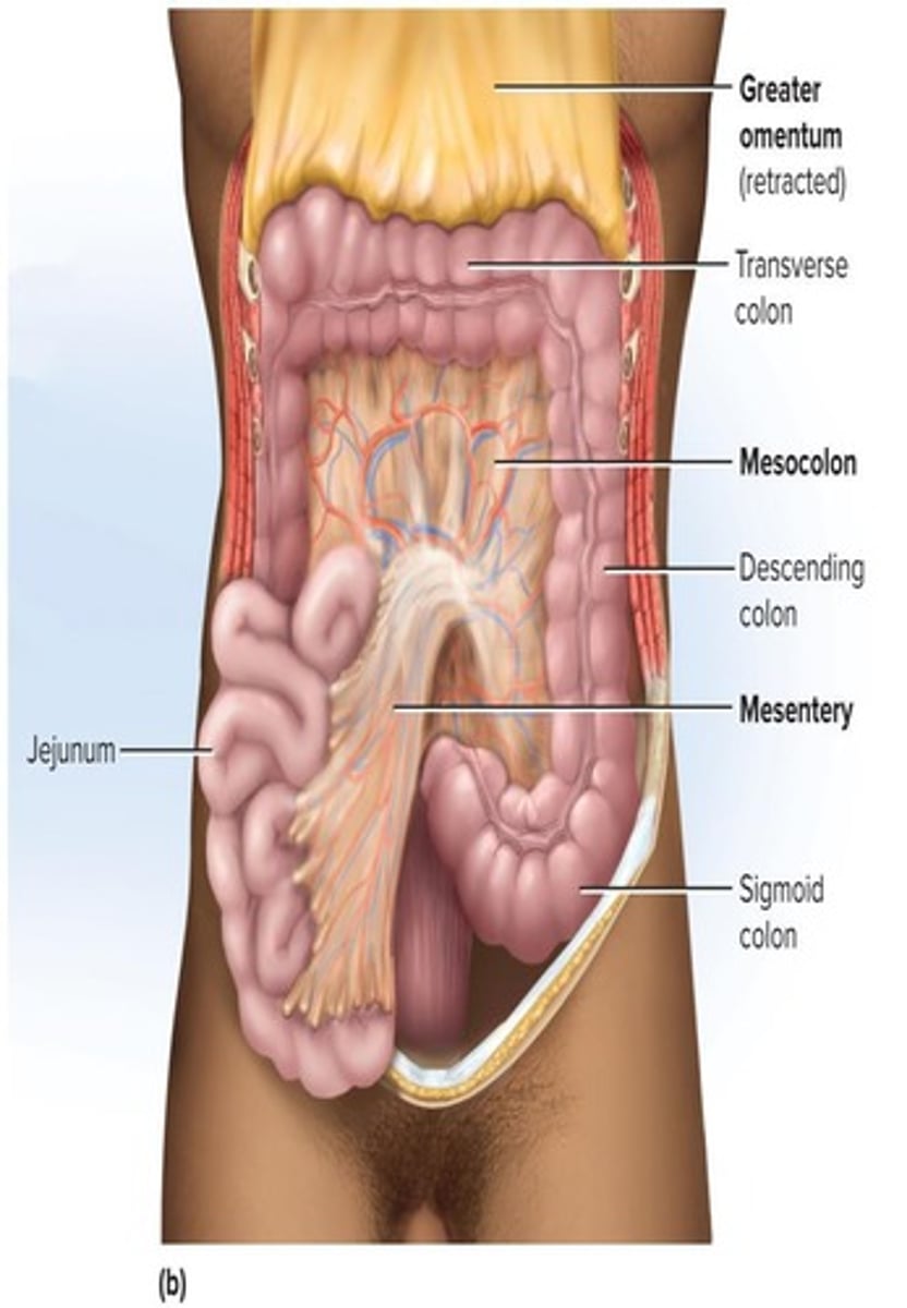 <p>Connective tissue sheets that suspend the stomach and intestines from the abdominal wall.</p>