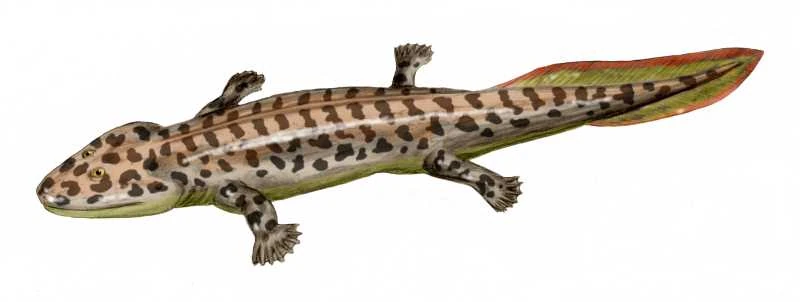<p>Extinct</p><p>-More aquatic than terrestrial</p><p>-ceratobrachials (internal fish like gills)</p><p>-tail long and fish like with fin rays</p><p>-polydactyly (more than 5 digits(has 8))</p><p>**implies that 5 toed condition is derived</p>