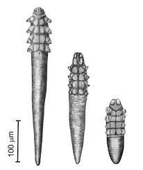 <p>Pruritic inflammatory demodicosis is caused by a unique long bodied parasites called:</p>