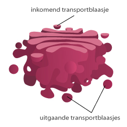 
1. Ribosomen maken transportblaasjes met eiwitten aan
2. De eiwitten worden vervoerd naar de cis kant van het Golgi apparaat.
3. Het Golgi-apparaat bewerkt de eiwitten
4. De afgewerkte eiwitten schuiven door naar de trans-kant en worden daar ingepakt tot blaasjes.
5. Wanneer deze blaasjes een bepaalde grote bereikt hebben worden ze als **secretieblaasjes**  losgekoppeld.

   
   1. Dan zijn er 3 mogelijkheden

      a. Ze worden getransporteerd binnen de cel 

      b. Ze gaan zelf aan het werk

      c. Ze worden naar het celmembraan getransporteerd.

      \
