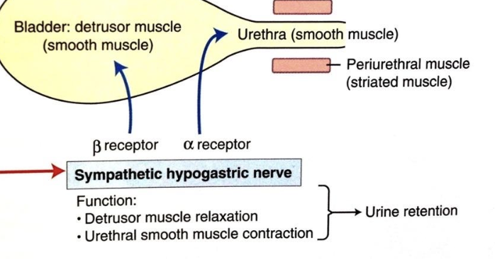 <p>hypogastric nerve (L1-L4)</p>