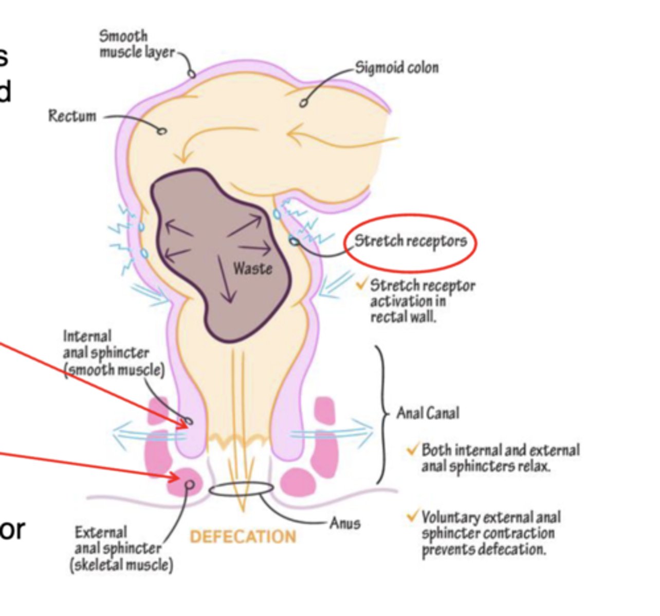 <p>feces forced into the rectum by mass movements--&gt; stretch the rectal wall --&gt; initiate defecation reflex --&gt;internal anal sphincter relaxes --&gt; voluntary motor neurons are inhibited (if convenient to go boo boo) --&gt; external anal sphincter relaxes --&gt; feces passes</p>