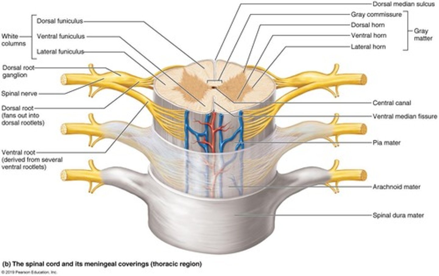 <p>1. Dura mater: Superficial, double-layered. 2. Arachnoid mater: Middle layer with trabeculae. 3. Pia mater: Deep layer that follows the contours of the brain.</p>