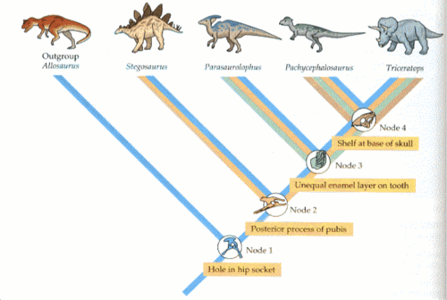 <p>cladistics: used shared derived characteristics to classify organisms</p><p>things to rememer when reading a cladogram: only use shared charactersistscs, simple is better, most divers is farthest to the right, if trait isn't seen in consecutive species then not used</p>