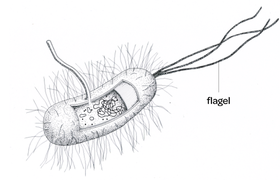 <p>Flagella</p>