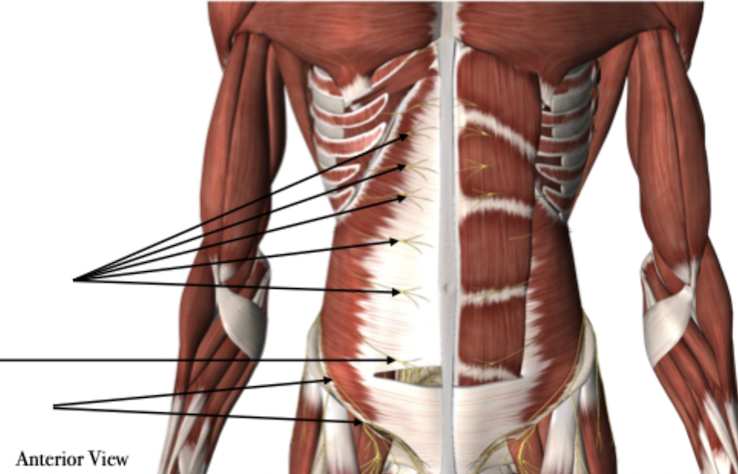 <p>Abdominal Wall Motor Innervation</p>