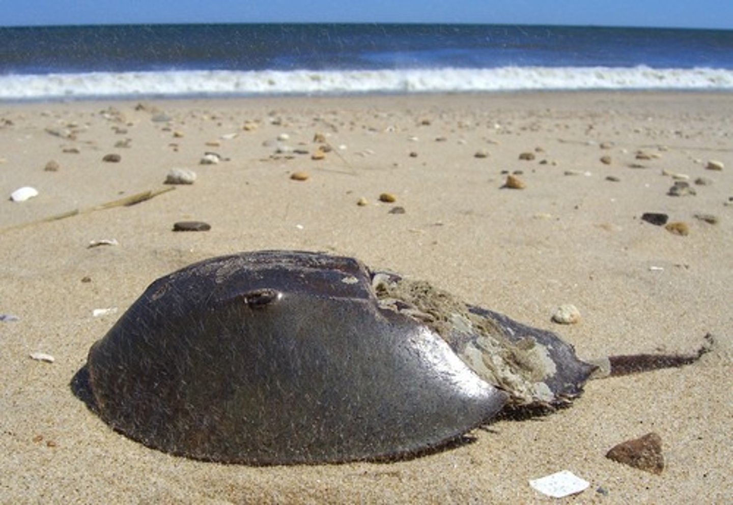 <p>-2 tagma</p><p>-4 pair of legs</p><p>-chelicerae (feeding appendages)</p><p>-pedipalps (feeding/ sensory appendages)</p><p>-horseshoe crabs, ticks/mites, scorpions, spiders</p><p>-TERRESTIAL chelicerates possess a book-lung respiratory system</p>