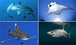 <p>Sharks, rays, and chimaeras</p>