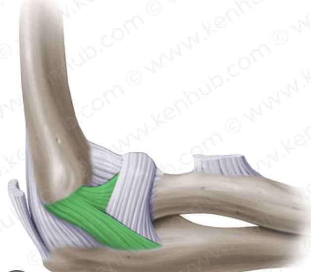 <p>connects the lateral epicondyle of the humerus to the radius</p>