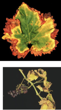 What is this injury called?