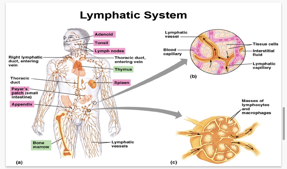<p>Lymphatic system:</p><p>(Made up of lymph nodes and fluids).</p><p>Lymph nodes and lymph fluid are both key parts of your lymphatic system, which is a vital part of your immune system and circulatory system.</p><p>Lymph Nodes:</p><p>These are small, …1?-shaped organs found throughout your body, often in …2? in areas like your neck, armpits, and g…3?. They act like …4? for the lymph fluid. Inside the lymph nodes, there are specialised immune cells, such as lymphocytes and …5?, which trap and destroy harmful substances like …6?, viruses, and …7? cells. When you have an infection, your lymph nodes might …8? as these immune cells …9? to fight off the invaders.</p><p>Lymph Fluid (or Lymph):</p><p>This is a …10?, watery fluid that circulates through your …11? vessels. It's formed from the fluid that leaks out of blood …12? into the surrounding …13? (interstitial fluid). Lymph fluid collects …14? products, …15? cells, proteins, and …16 particles from the tissues. It also carries white blood cells, especially …17?, which are important for immunity. This fluid then flows through the lymphatic vessels, passes through the lymph …18? for filtering, and eventually returns to the …19?, helping to maintain fluid balance in the body and transport immune cells.</p>