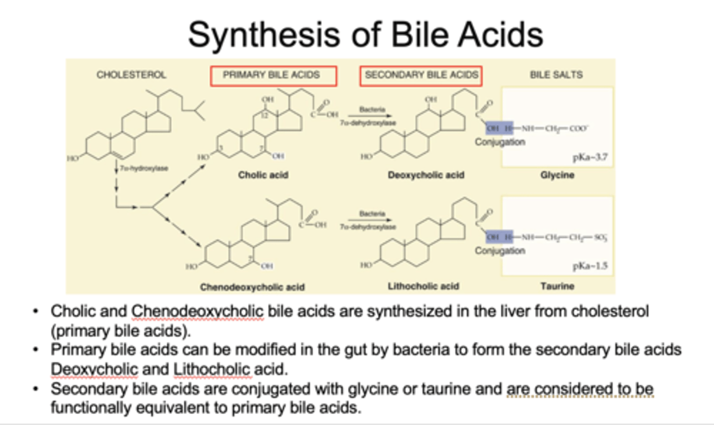 <p>primary bile acids</p>