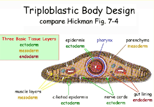 <p>derivation of all adult organs and tissues from 3 embryonic layers</p>