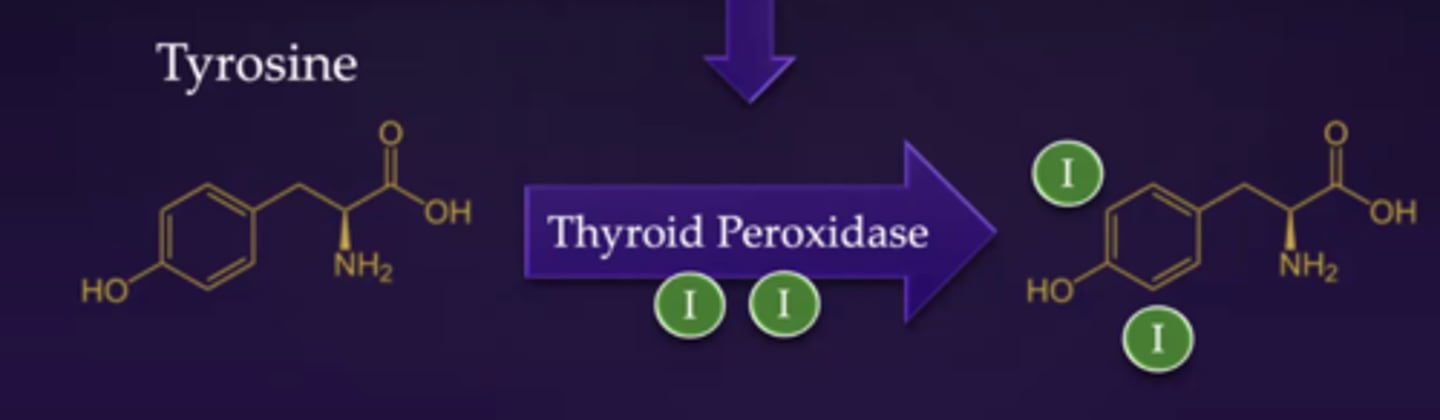 <p>enzyme that takes tyrosine, adds iodine onto it (1 or 2)</p>