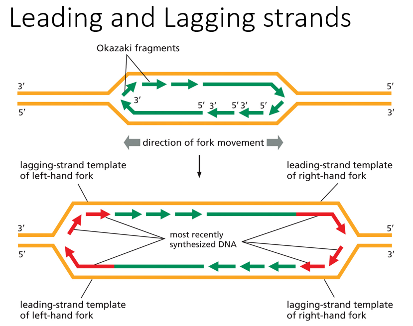 <p>Identify the leading/lagging strands</p>