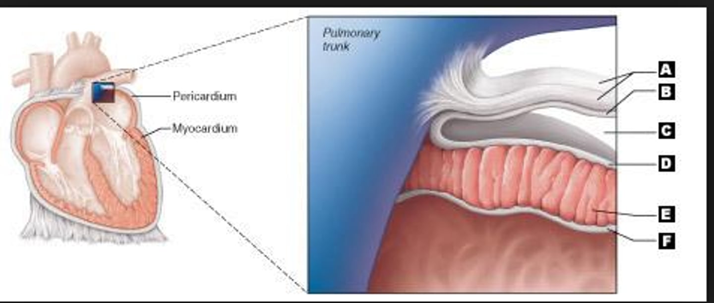 <p>Double-walled sac that surrounds heart; made up of two layers</p><p>1. Superficial fibrous pericardium</p><p>2. Deep two-layered serous pericardium</p>