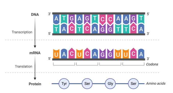 <p>transcription</p>