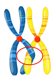 <p>The homologous chromosomes are held tightly together along their lengths.</p>