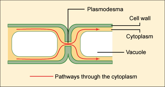<p>Plasmodesmata</p>