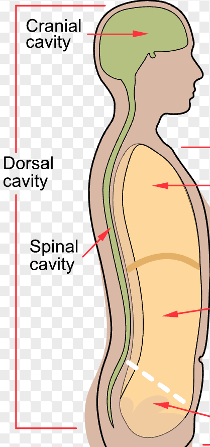 <p>spinal cavity</p>