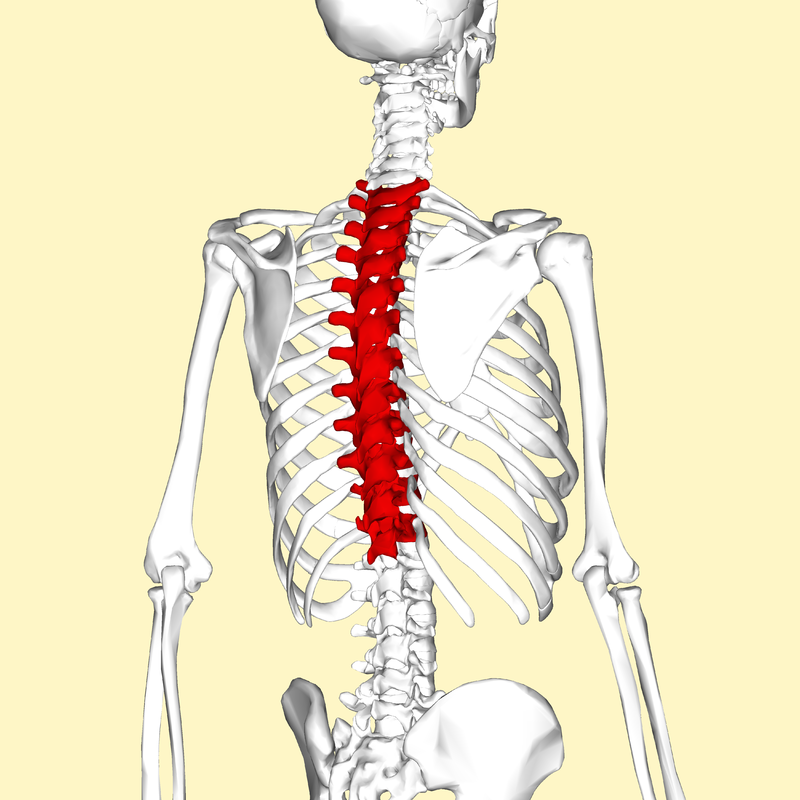 <p>The middle 12 vertebrae that attach to the ribs - spinous process angles downward</p>