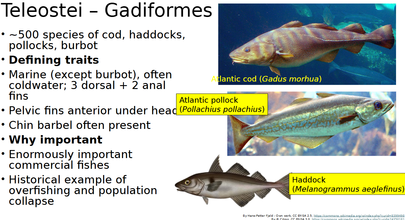 <p><span style="color: rgb(0, 0, 0);"><span>~500 species of cod, haddocks, pollocks, burbot<br>• Marine (except burbot), often coldwater; </span></span></p><p><span style="color: rgb(0, 0, 0);"><span>•3 dorsal + 2 anal fins<br>• Pelvic fins anterior under head<br>• Chin barbel often present<br>• Why important<br>• Enormously important commercial fishes<br>• Historical example of overfishing and population collapse</span></span></p>
