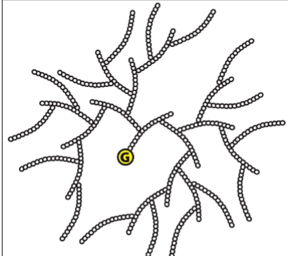 <p>An oligosaccharide of glucose residue as a primer</p>