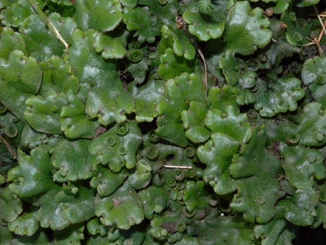 <p>Liverwort</p>