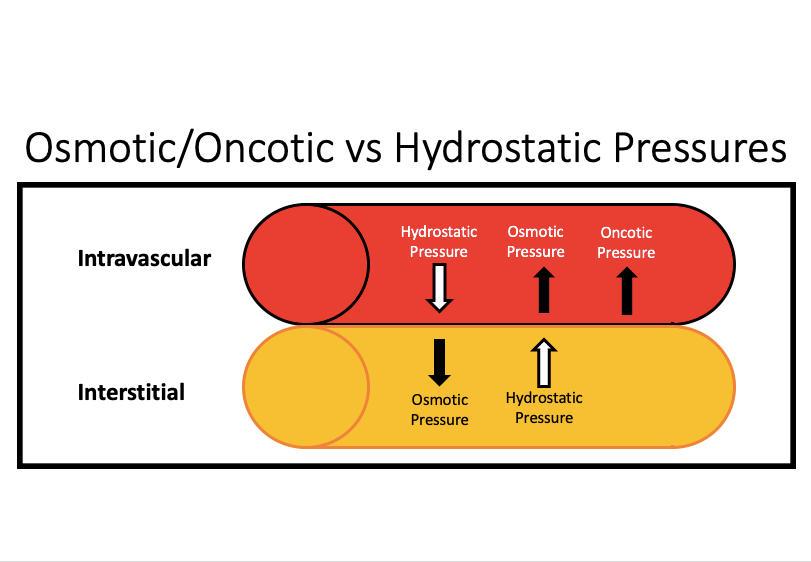 <p>pushing: i<span style="font-size: calc(var(--scale-factor)*10.00px)">nterstitial fluid hydrostatic pressure</span></p><p><span style="font-size: calc(var(--scale-factor)*10.00px)">pulling: capillary oncotic pressure</span></p><p></p><p><span style="font-size: calc(var(--scale-factor)*10.00px)">(nutrient exchange at capillaries)</span></p>