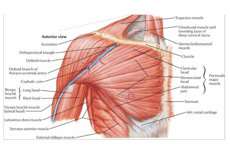 <p>O:</p><ul><li><p>upper fibers - anterior surface of medial 1/3 of clavicle</p></li><li><p>lower fibers - anterior surface of sternum, superior 6 costal cartilages and aponeurosis of external abdominal oblique</p></li></ul><p>I:</p><ul><li><p>crest of greater tubercle</p></li><li><p>upper fibers are more anterior and caudal</p></li><li><p>lower fibers twist on themselves + more posterior and cranial</p></li></ul><p></p>
