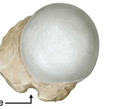 <p>what part of humerus </p>