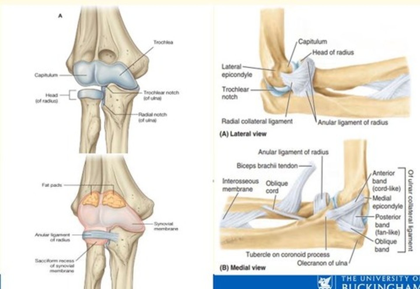 <p>Medial collateral ligament</p><p>Lateral collateral ligament</p>