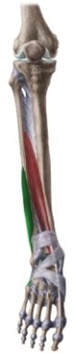 <p>dieper en distaler</p><p>O: onderste 2/3de van fibula</p><p>V: idem zoals longus, maar pees van brevis ligt hoger</p><p>boven trochlea</p><p>I: basis 5de MT</p><p>W: plantaire flexie, eversie en abductie + steunt voetgewelf</p><p>Inn: N. peroneus superficialis (L5, S1-2)</p>