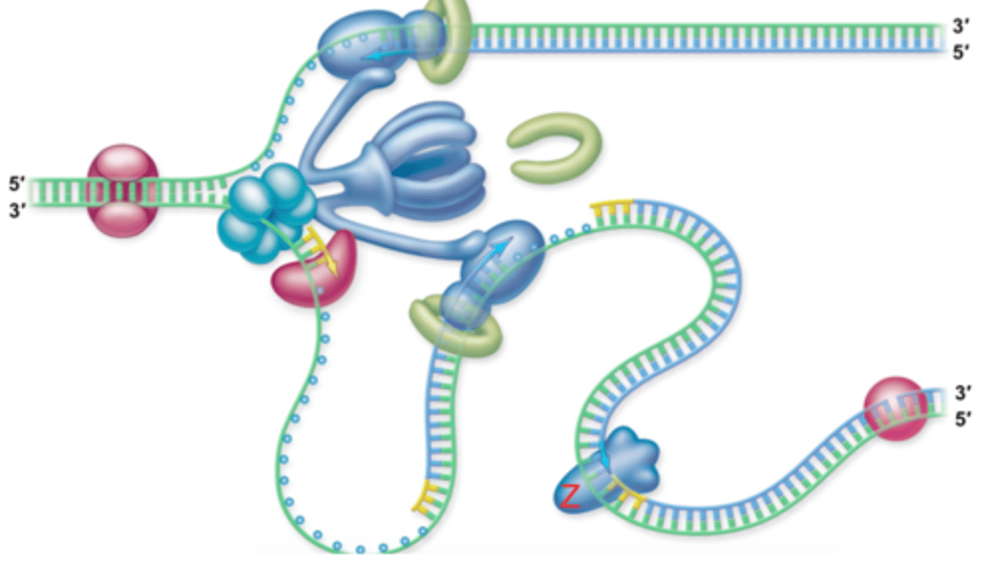 <p>Template, polymerase and raw ingredients</p>